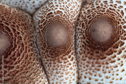 Nature Abstract: Caps of a Parasol Mushroom