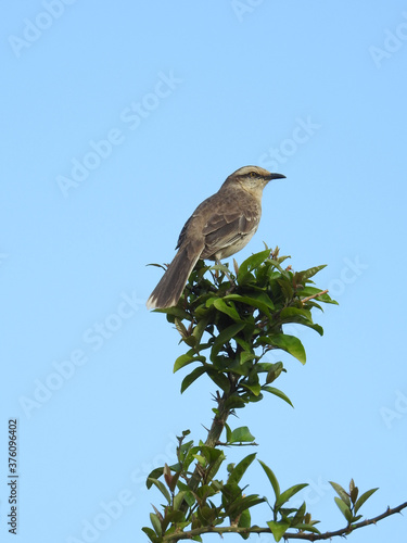 Close-up of a beautiful bird perched on the highest branch of a tree, seen from the side, on a sunny blue sky day.