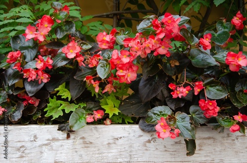 flowers in large wooden pots. Street flowers wooden texture background.
