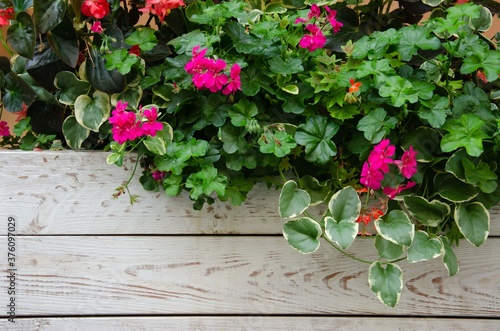 flowers in large wooden pots. Street flowers wooden texture background.
