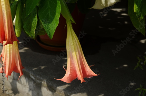 Thorn Apple, Jimson Weed is looks like a speaker are blooming in the garden