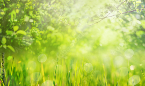 spring background with green branches of tree and grass