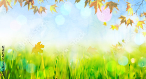 yellow fall  leaves and grass  autumn natural background