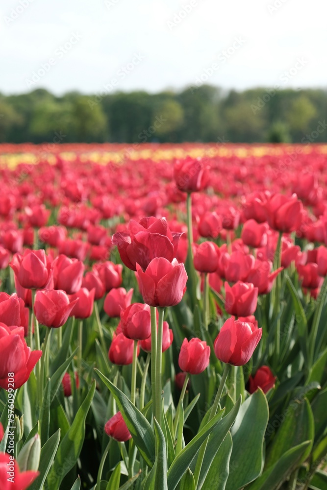 Tulpenfeld Tulpenfeld