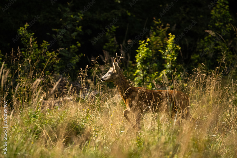 Roe Deer (Capreolus capreolus). Carpathian Montains. Poland. Roe Deer (Capreolus capreolus). Carpathian Montains. Poland.