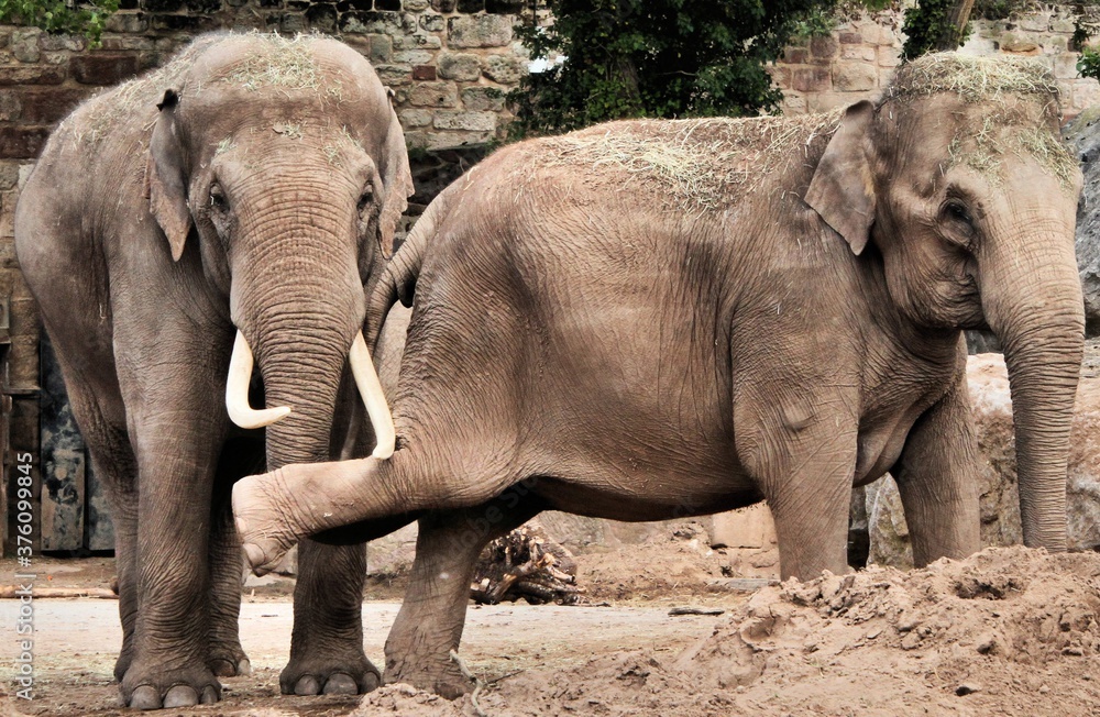 Naklejka premium elephants in the zoo