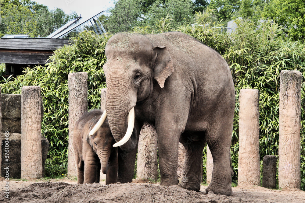 Fototapeta premium elephant in the zoo