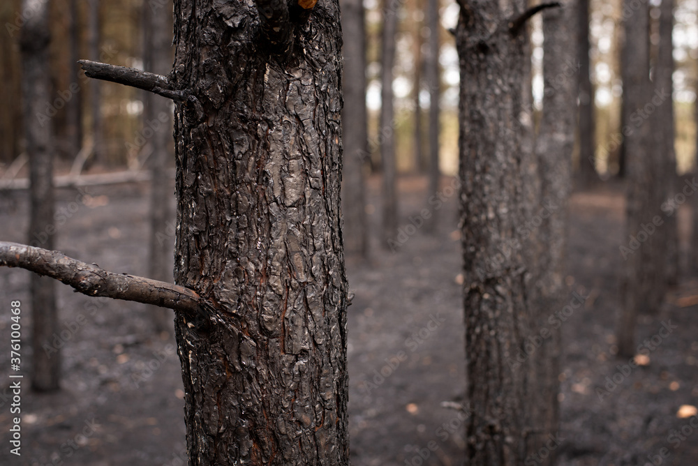 Fototapeta premium Close-up shot of pine trunk, completely black and deeply burned in forest fire. Many other trees and ground turned into ashes on the background.