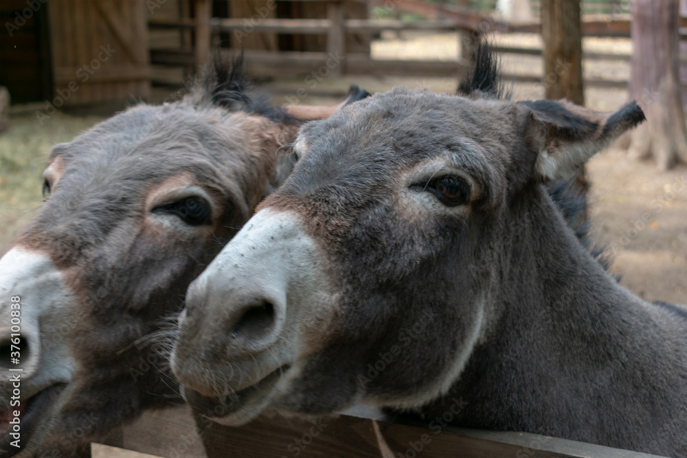 Fototapeta premium two donkeys behind the fence
