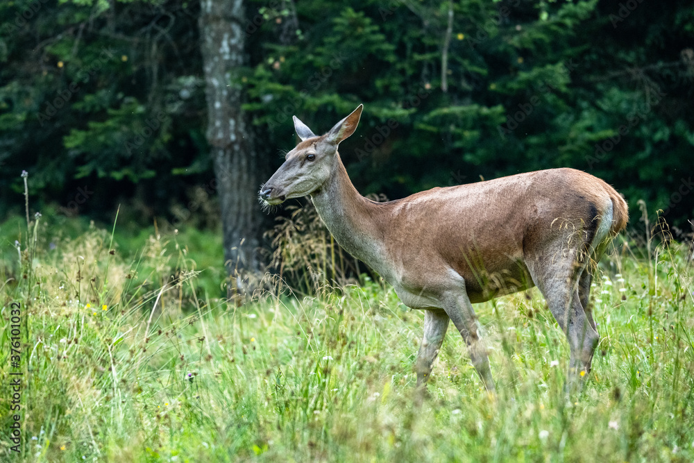 Red Deer hind in the natural habitat. Bieszczady, Carpathian Mountains. Poland. Red Deer hind in the natural habitat. Bieszczady, Carpathian Mountains. Poland.