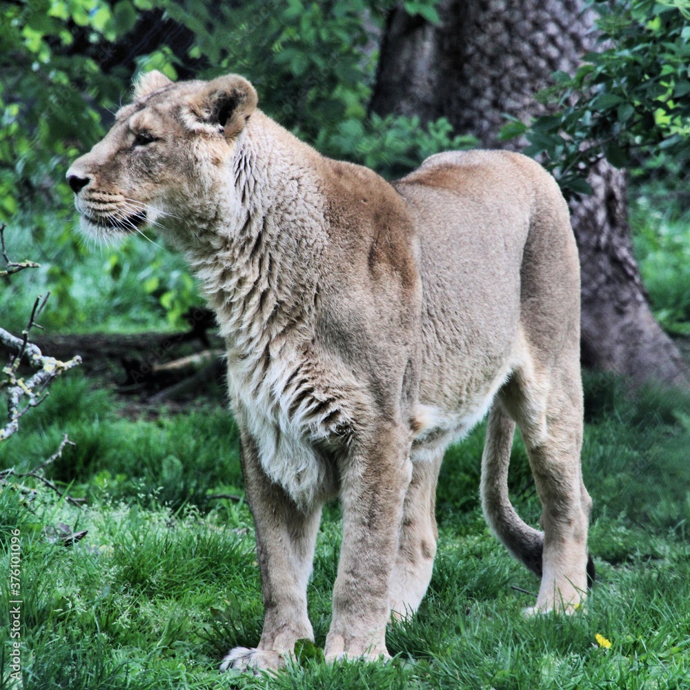 Fototapeta premium A close up of a Lion