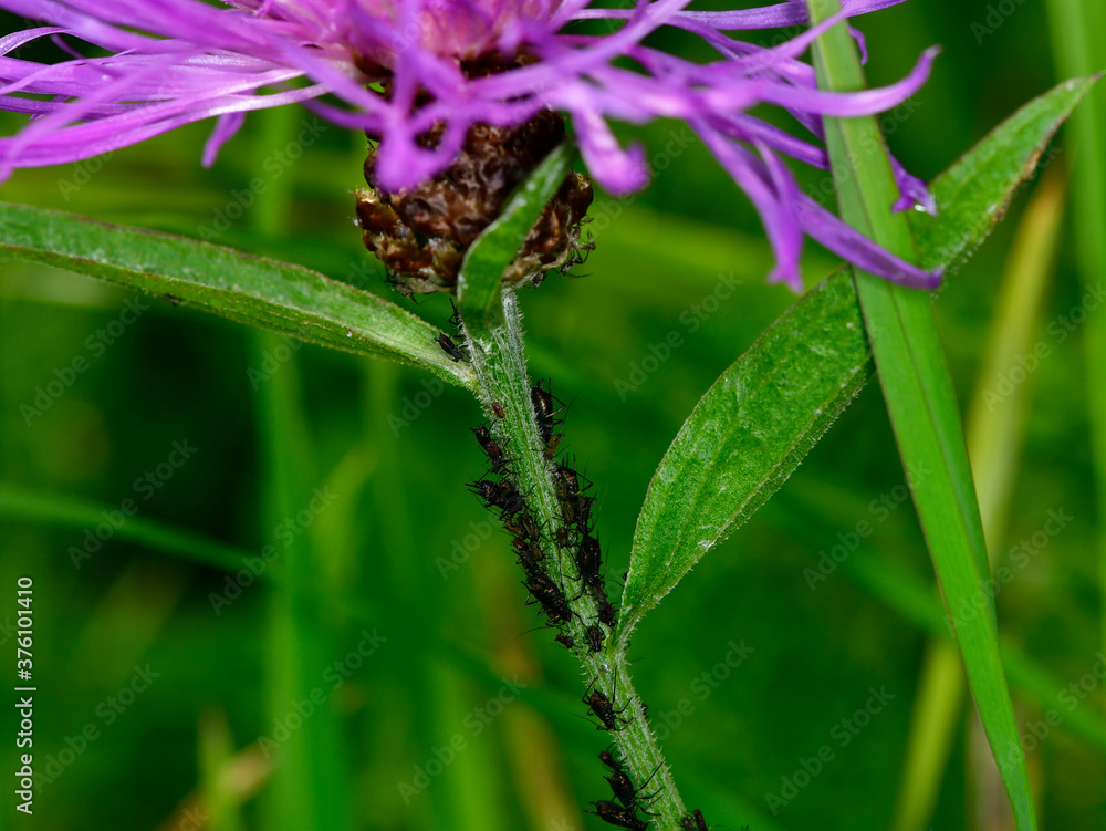 insects collect nectar on a sunny summer day insects collect nectar on a sunny summer day