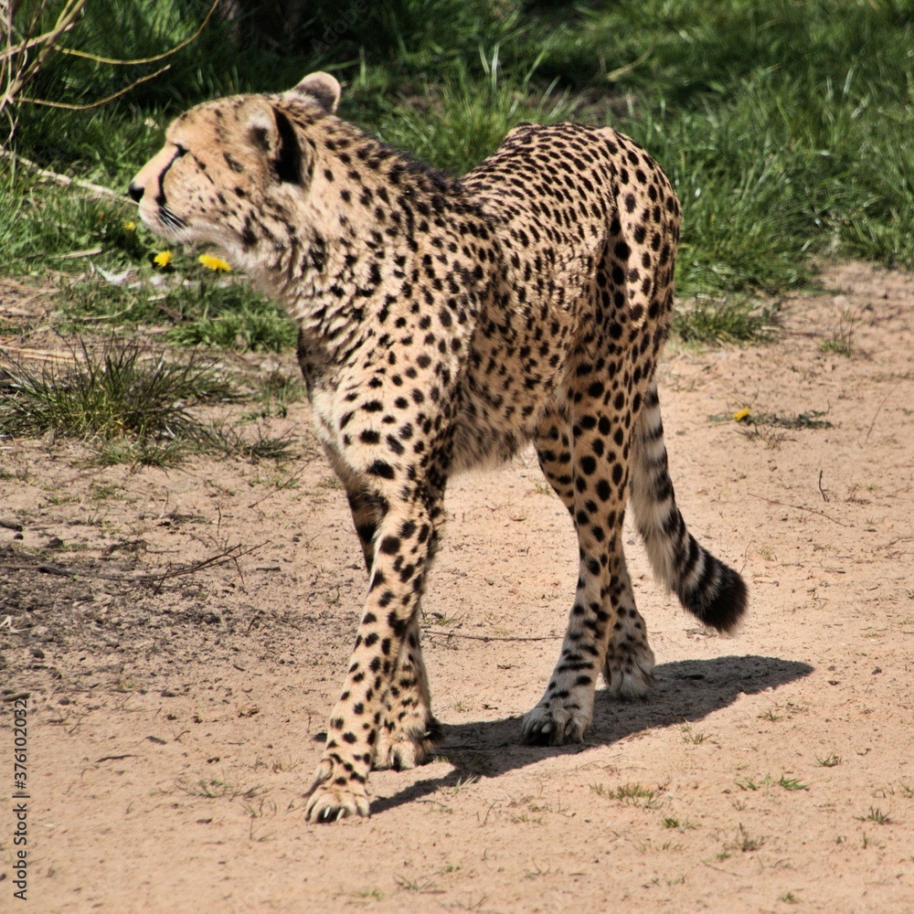 Fototapeta premium A view of a Cheetah