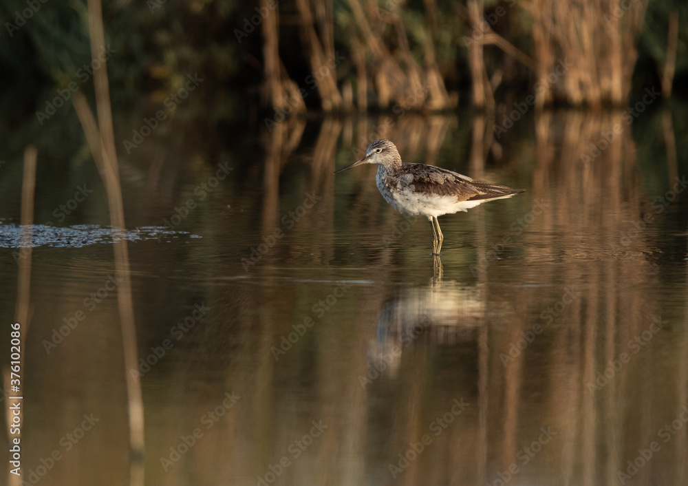 Marsh Sandpiper and its reflection on water at Asker marsh, Bahrain Marsh Sandpiper and its reflection on water at Asker marsh, Bahrain