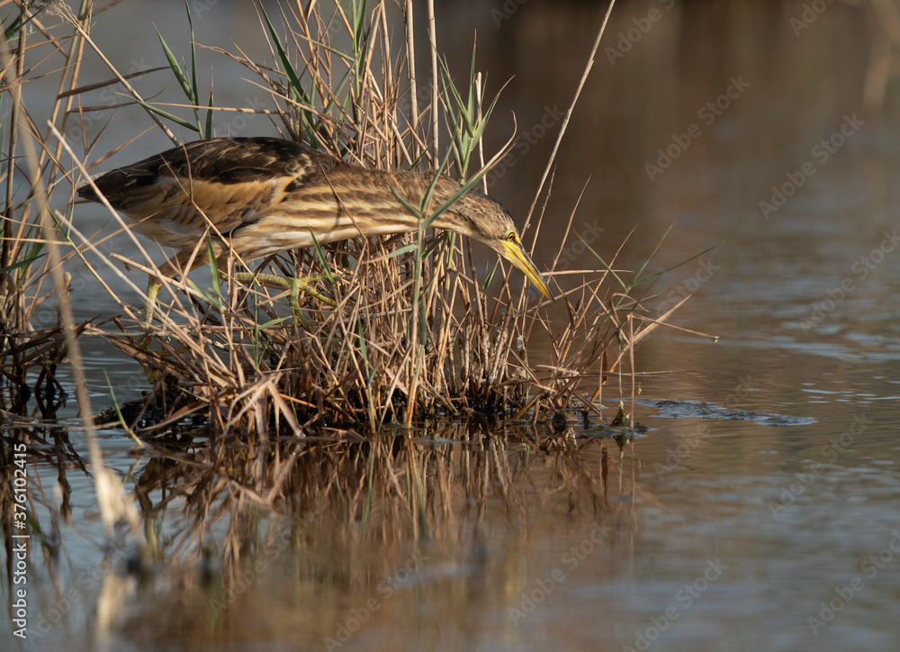 Little Bittern fishing at Asker marsh, Bahrain Little Bittern fishing at Asker marsh, Bahrain