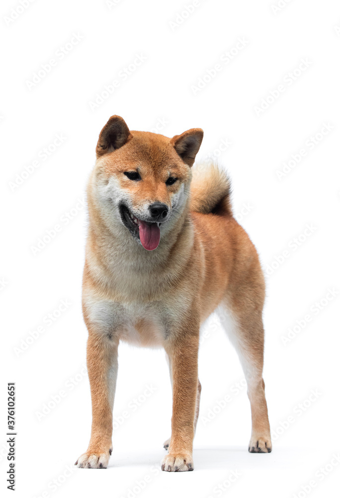 dog of japanese breed shiba inu stands