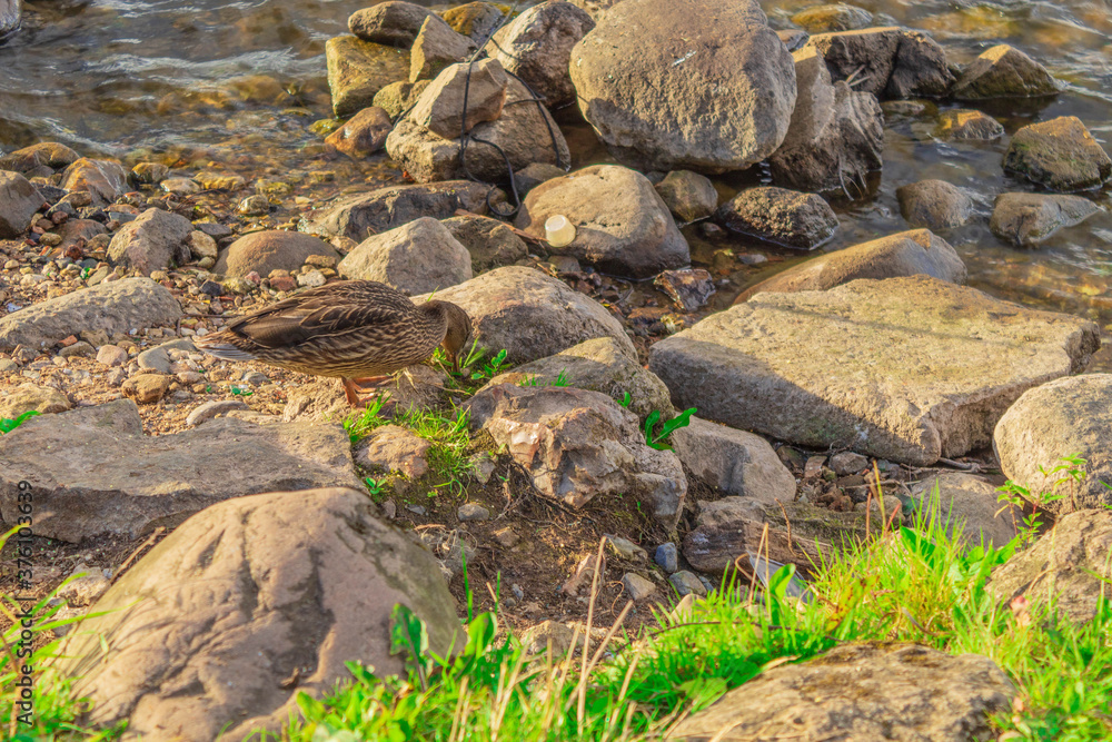 Waterfowl duck on the river bank among the stones extracts food Waterfowl duck on the river bank among the stones extracts food
