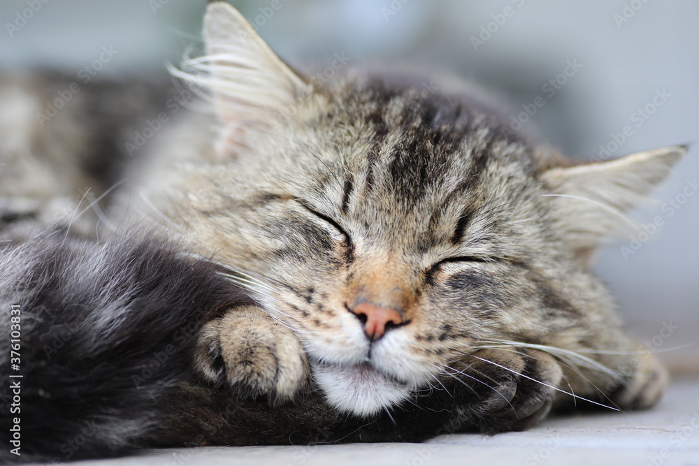 Tom Cat Tom Cat