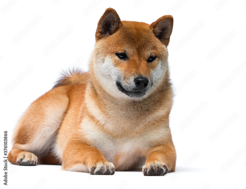 dog of the Japanese breed Shiba Inu lies dog of the Japanese breed Shiba Inu lies