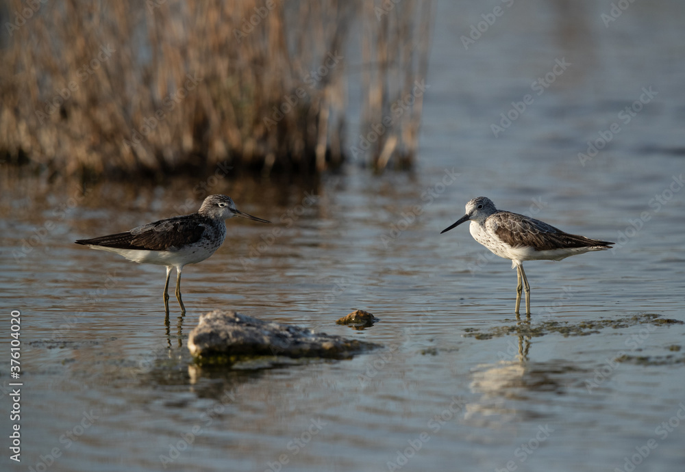 A pair of Common Greenshank at Asker Marsh, Bahrain A pair of Common Greenshank at Asker Marsh, Bahrain