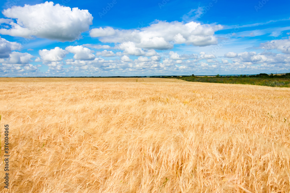 A huge field of Golden wheat goes over the horizon. A rich harvest of wheat. Fertile land.