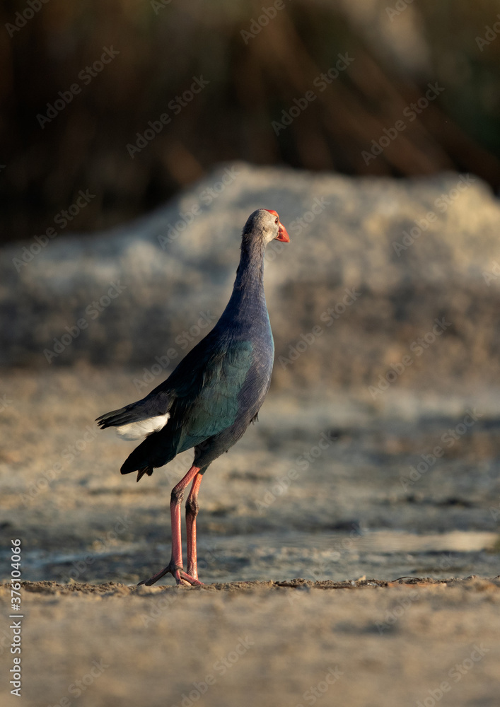 Closeup of a Grey-headed Swamphen at Asker Marsh, Bahrain Closeup of a Grey-headed Swamphen at Asker Marsh, Bahrain