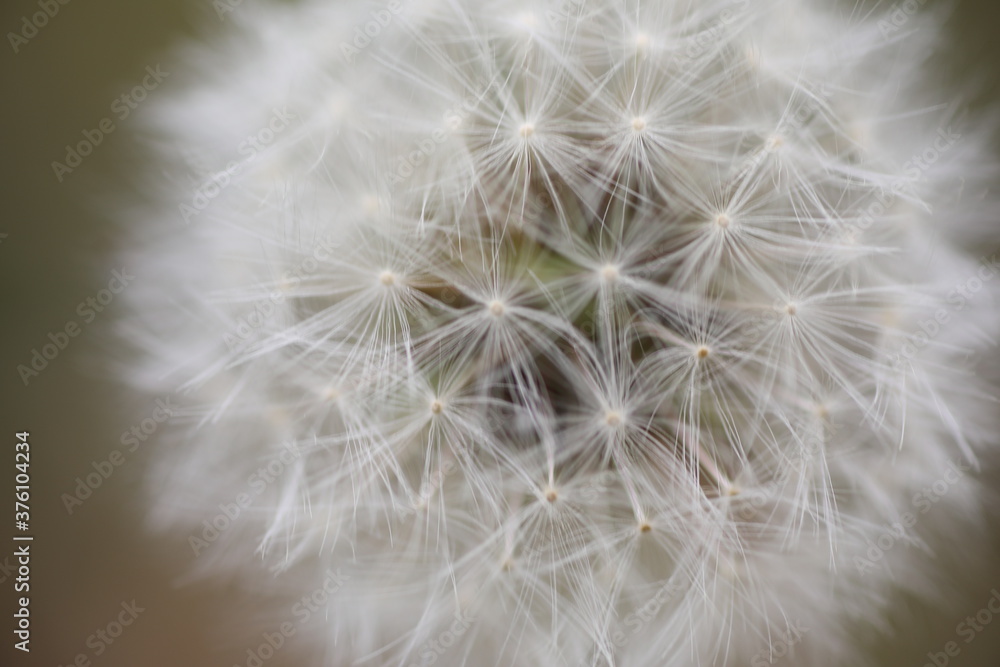Fototapeta premium dandelion seed head
