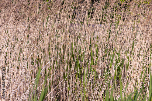 Horizontal texture of dry yellow grass reeds is by a pond in summer