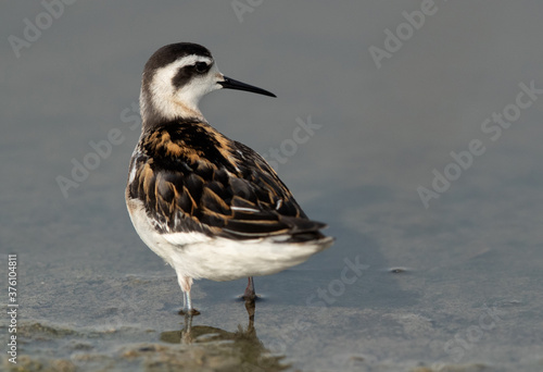 Beautiful Red-necked phalarope at Asker Marsh, Bahrain