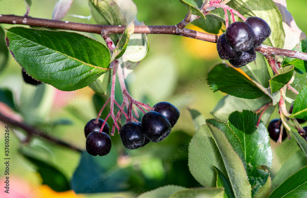 black berries on a branch among green leaves black berries on a branch among green leaves