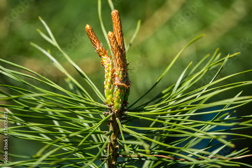 Young shoots on top of young pine Pinus sylvestris with evergreens background. Sunny day in spring garden. Nature concept for design. Selective focus
