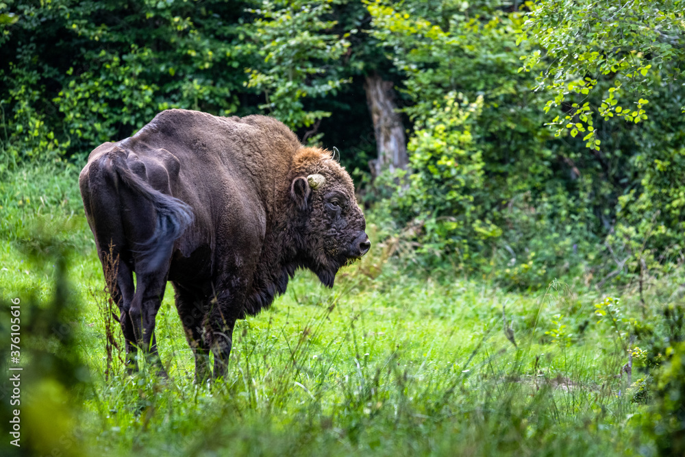 Wild European Bison (Bison bonasus) in the natural habitat. Bieszczady. Carpathian Mountains. Poland. Wild European Bison (Bison bonasus) in the natural habitat. Bieszczady. Carpathian Mountains. Poland.