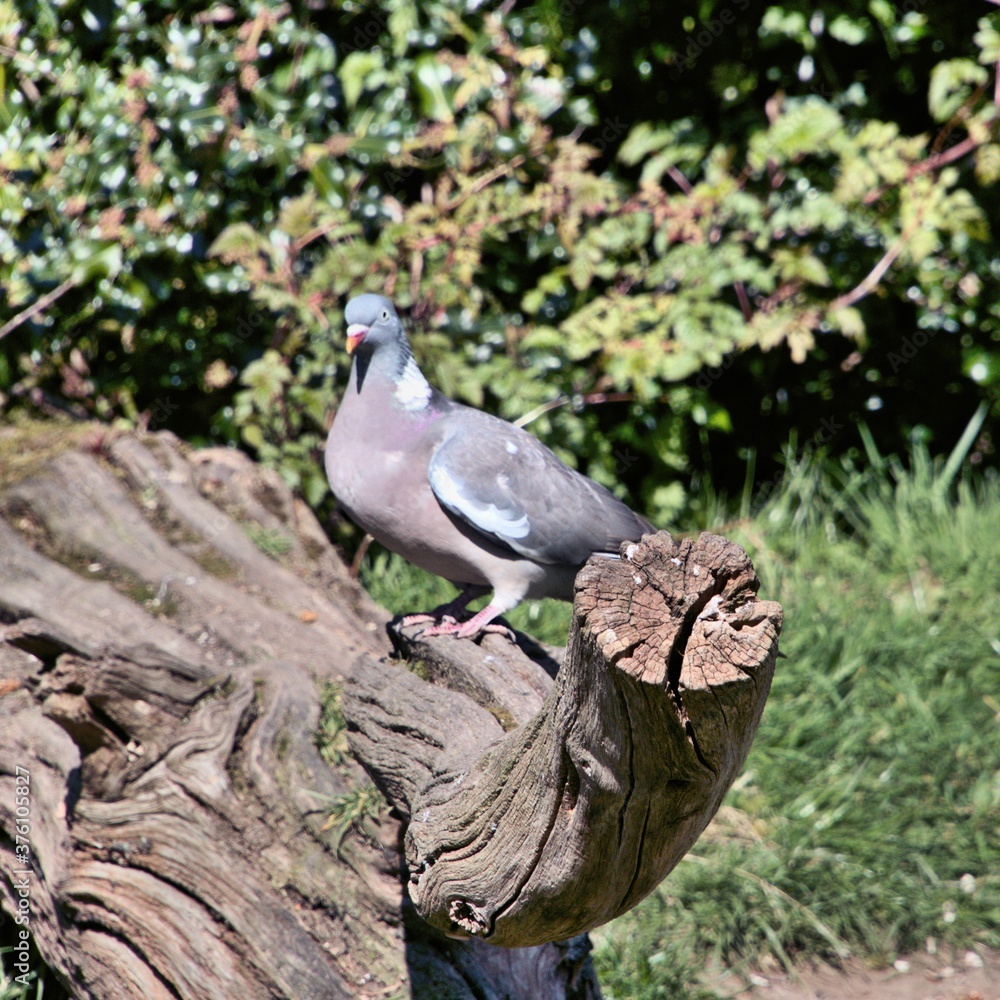 Obraz premium pigeon in the park