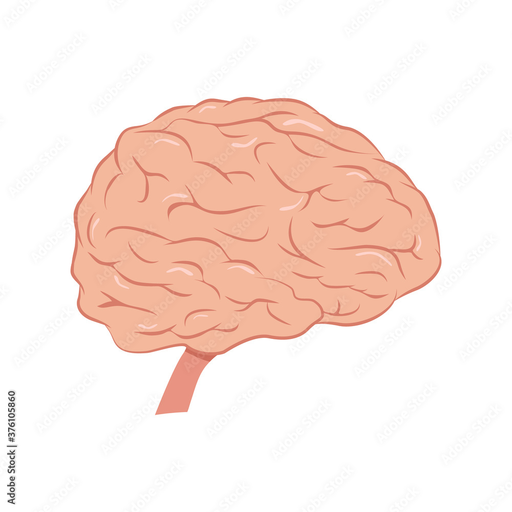 Brain icon. Internal human organ vector illustration isolated on white Brain icon. Internal human organ vector illustration isolated on white