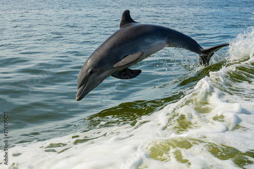 Dolphin Breaches While Surfing Wake