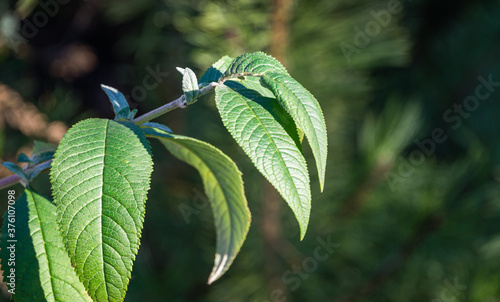 Tableau sur toile Close-up of green leaves of Buddleja davidii in sunny day in the winter garden