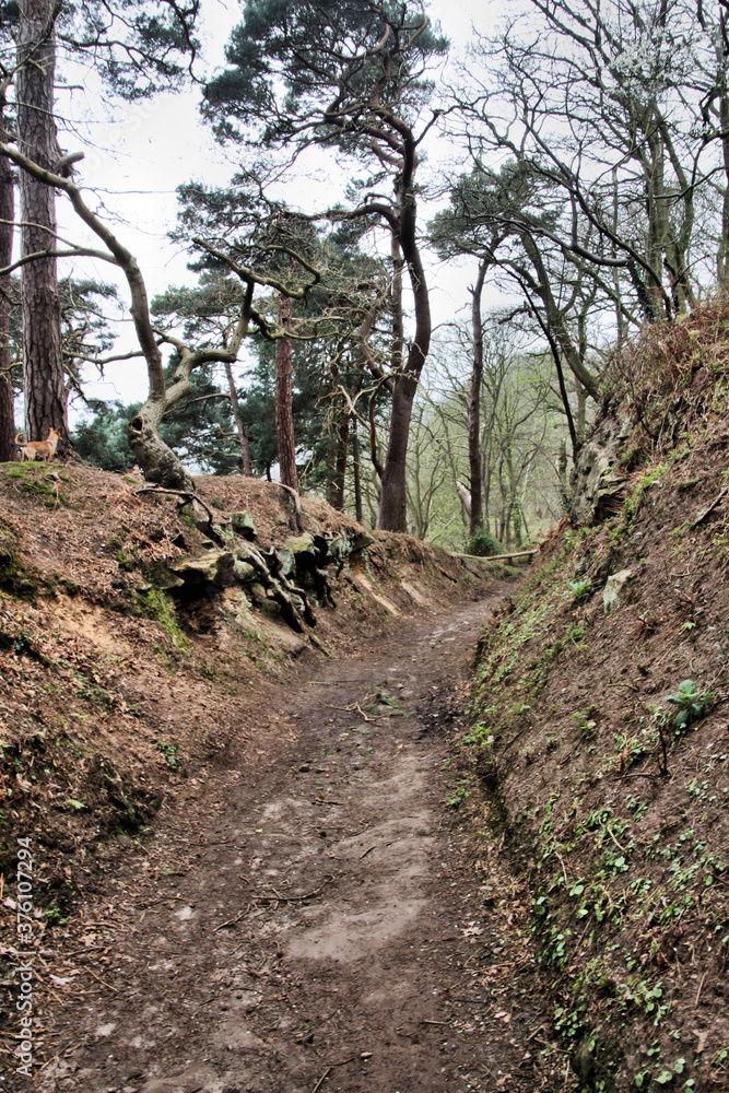 A view of Shropshire at Grinshill