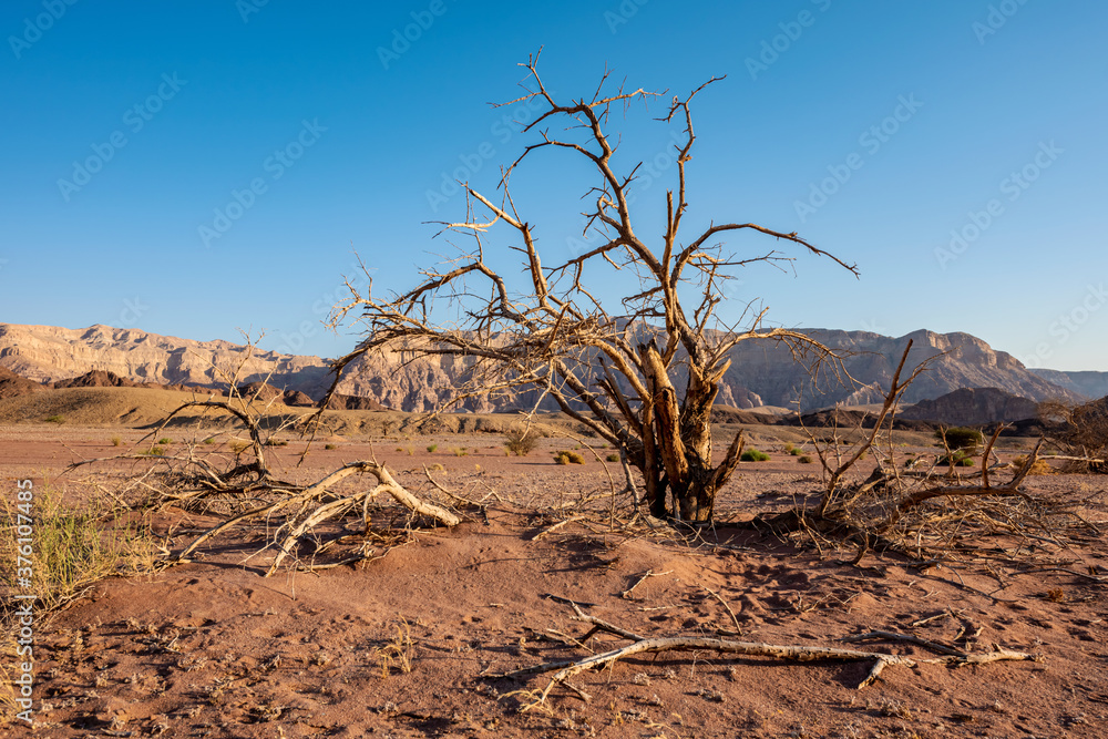 Picturesque desert landscape in Timna park with dry tree. Arava Valley, Israel