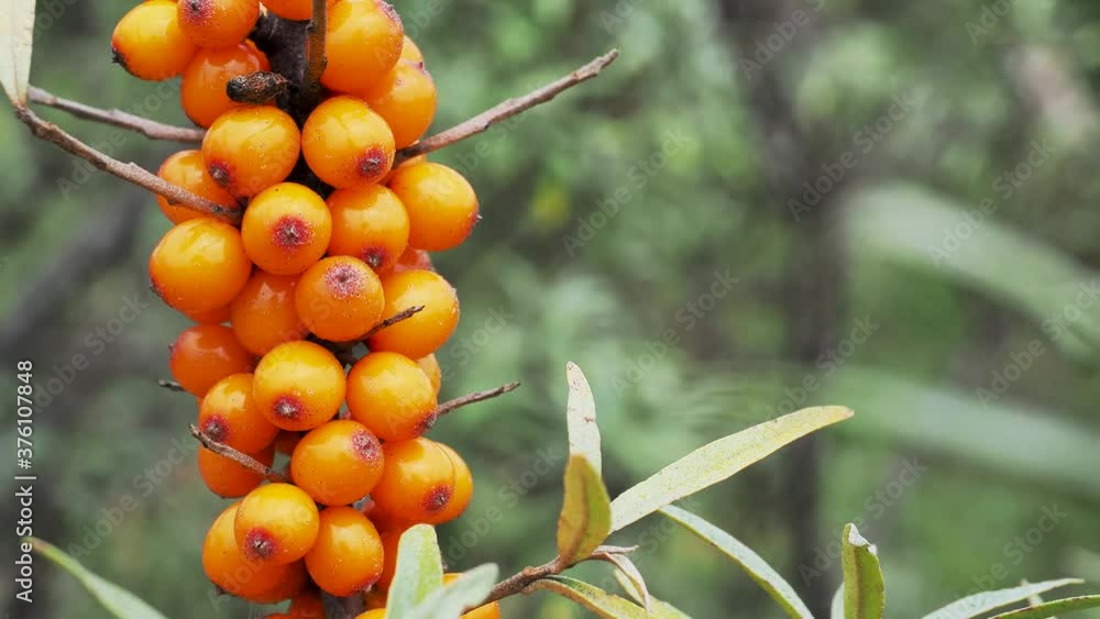 Sea buckthorn branches swaying in the wind. Bright ripe sea buckthorn berries, close-up. Natural screensaver. The concept for autumn, harvest. Sea buckthorn branches swaying in the wind. Bright ripe sea buckthorn berries, close-up. Natural screensaver. The concept for autumn, harvest.