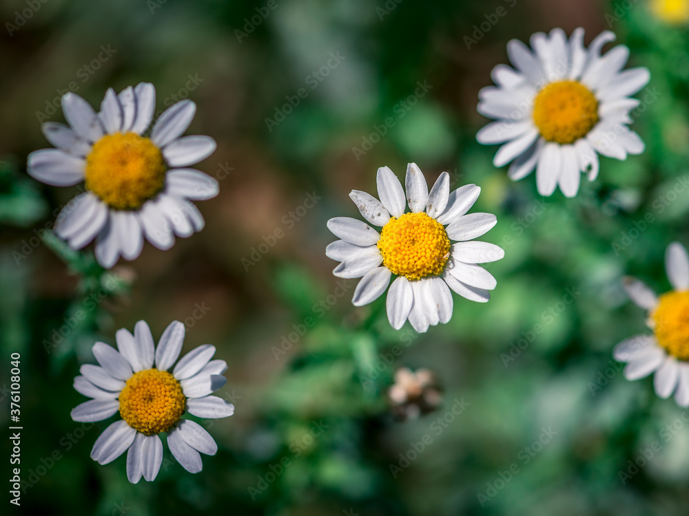 Fototapeta premium White and yellow Daisy macro photography, edited photo ready to use. Daisies field look like chamomile flower