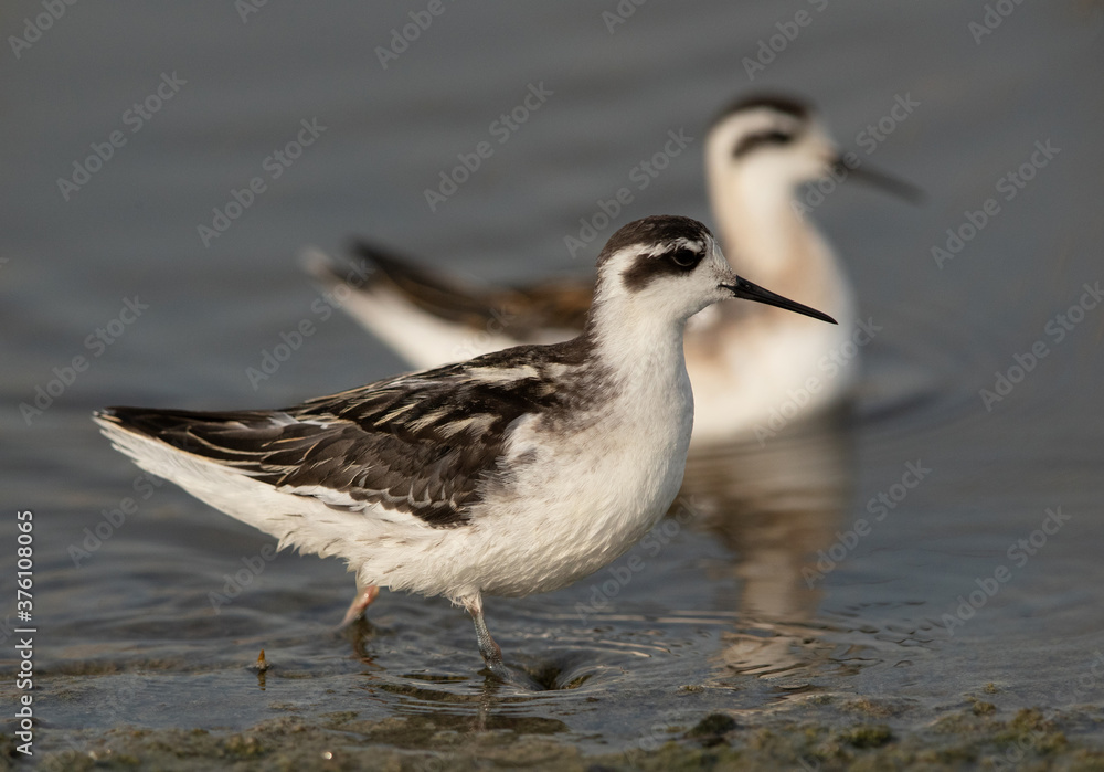 A pair of Red-necked phalaropes at Asker Marsh, Bahrain A pair of Red-necked phalaropes at Asker Marsh, Bahrain