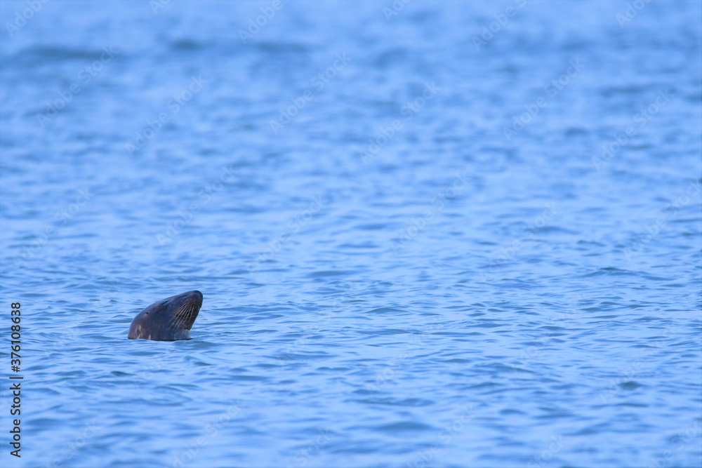 Fototapeta premium cute nantucket grey seal 
