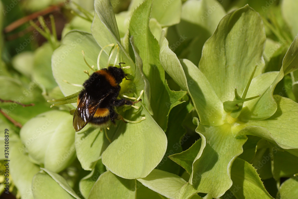 Bumblebee species in the Bombus lucorum-complex on a flowering helleborus, buttercup or crowfoot family (Ranunculaceae). Spring, Netherlands, March 