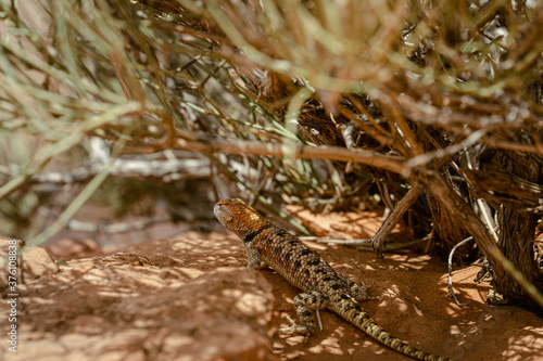 Orange headed spiny lizard during a sunny day sits under a bush and looks out for a victim