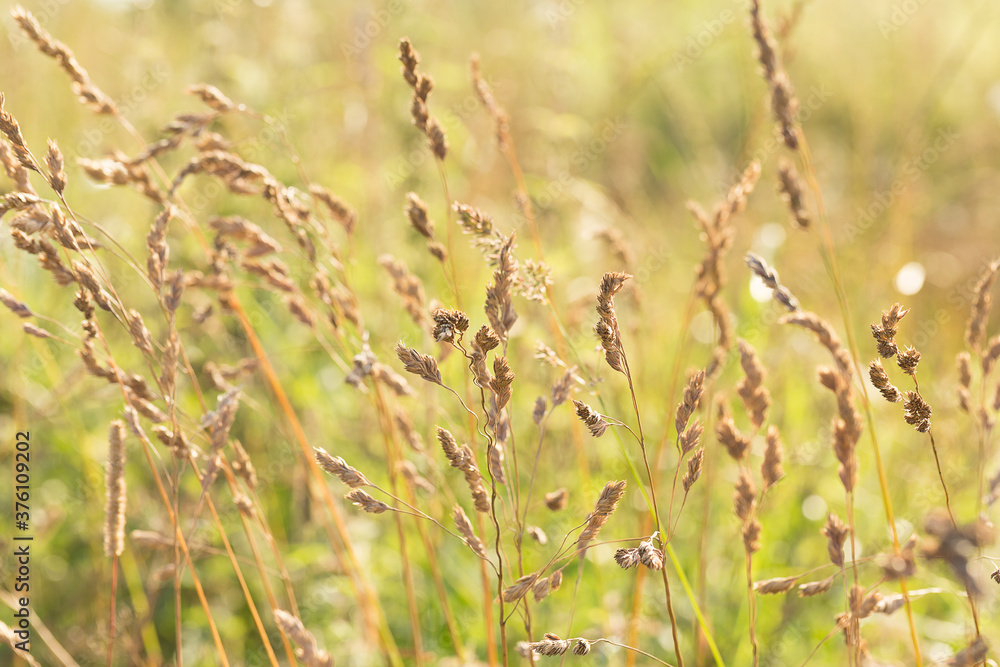 Dry grass on a green blurred background.