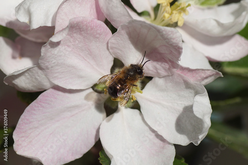 Red mason bee (Osmia bicornis), family Megachilidae on the white flowers of the apple tree. Spring, Netherlands April 