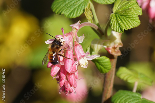 Red mason bee (Osmia bicornis) family Megachilidae on the flowers of a Ribes sanguineum, the flowering currant or redflower currant. Spring, Netherlands