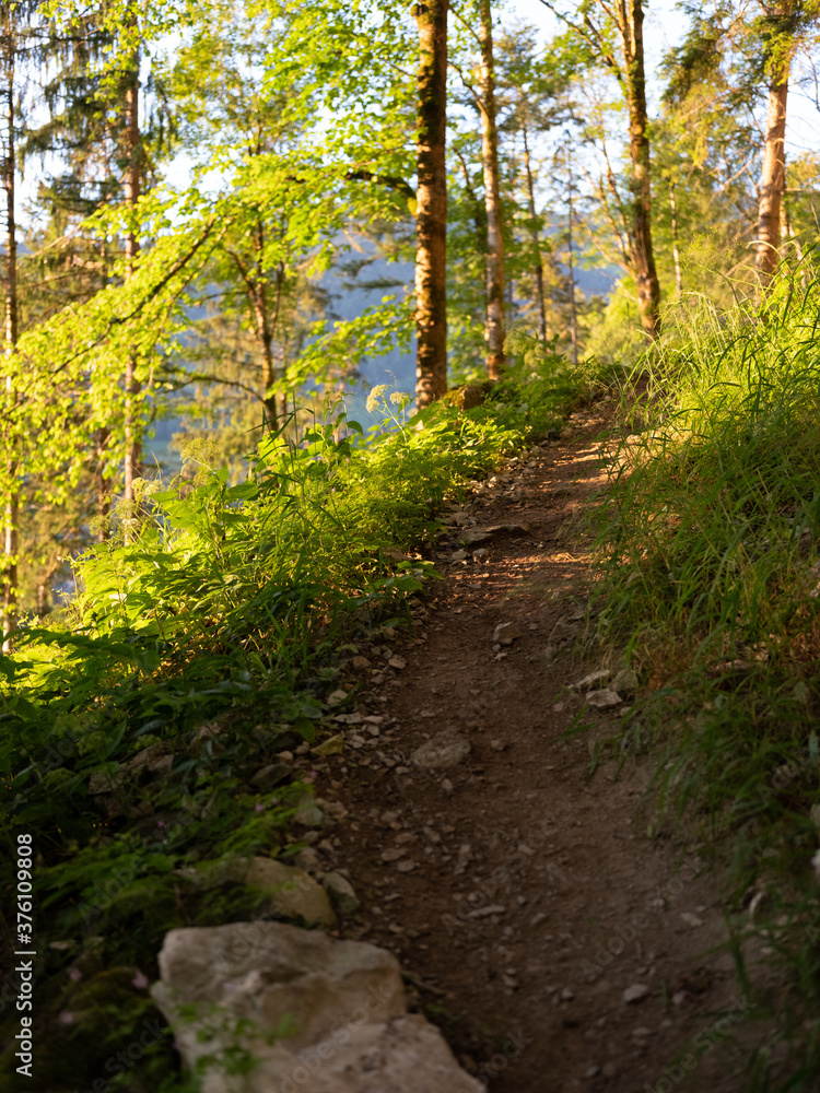 Fototapeta premium Wanderpfad
