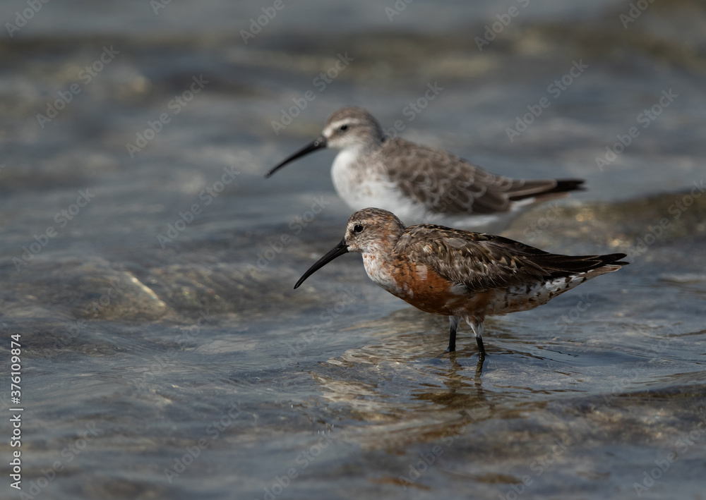 A pair of Curlew Sandpiper at Busaiteen coast of Bahrain A pair of Curlew Sandpiper at Busaiteen coast of Bahrain