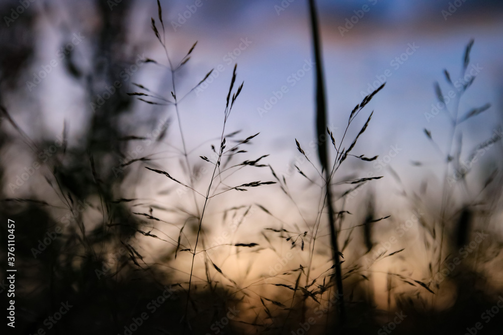 Obraz premium sunset in the field
